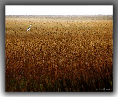 Saw-Grass-Egret.jpg
