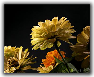 Zinnias