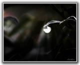 A Single Drop of Rain
