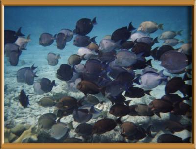 Bonaire fish copy.jpg