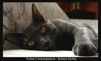 Feline Contemplation.jpg
