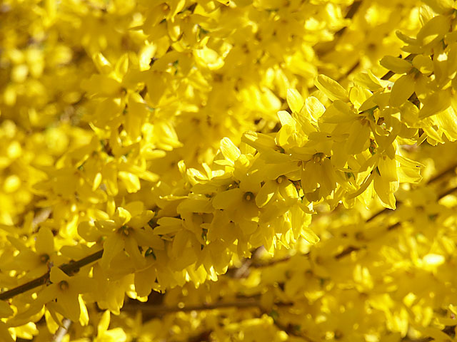 Forsythia 2