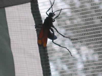 Tarantula Hawk Wasp