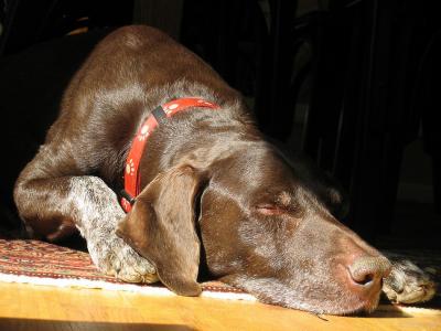 Printz soaking up sun - 2005