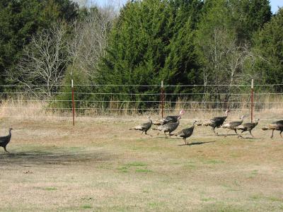 Wild Turkeys in back yard