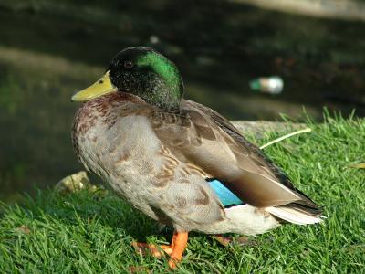 Sick duck