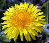 Dandelion