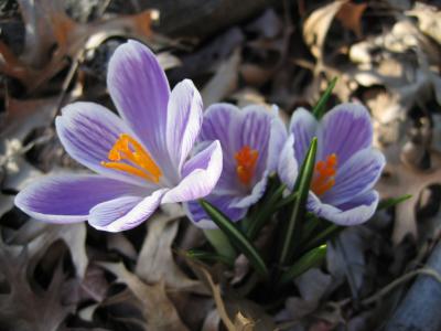 Crocus tripletes