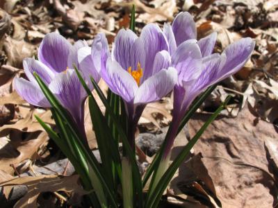 March 2005 Crocus