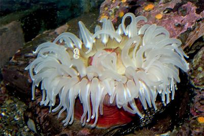u25/jimtravis/medium/40699199.Anenome.jpg