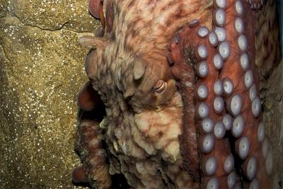 u25/jimtravis/medium/40699376.Octopus.jpg