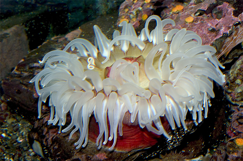 Anemone