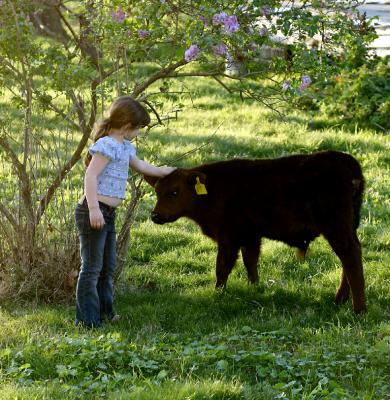 Baby Cow