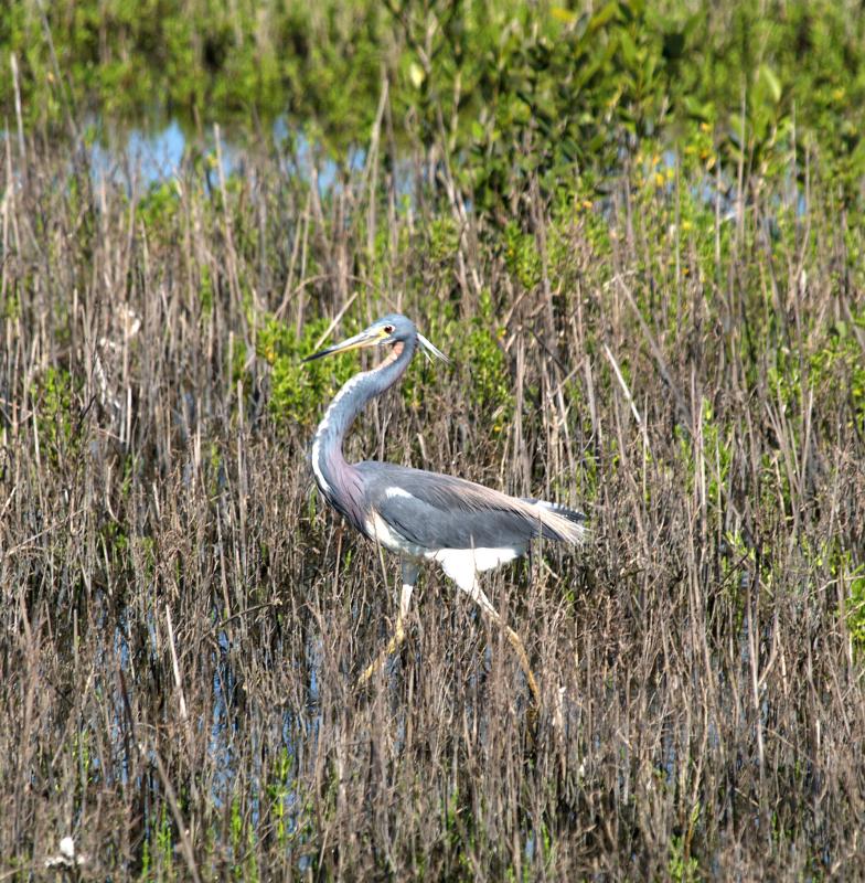 Tricolor Heron
