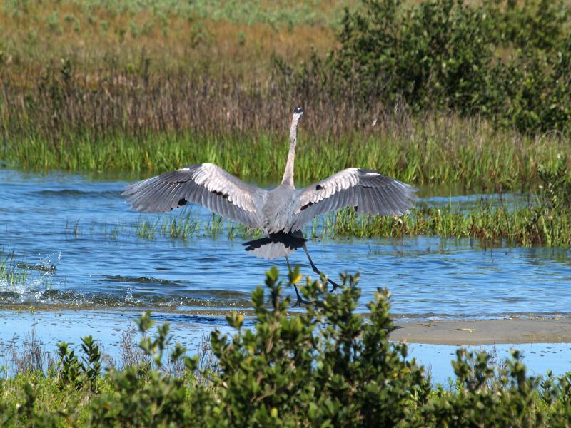 Great Blue Heron