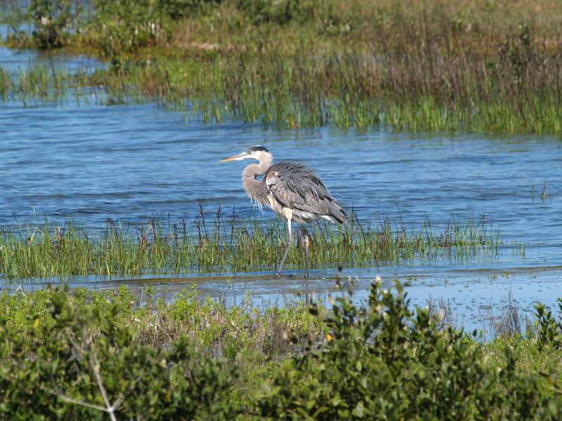 Great Blue Heron