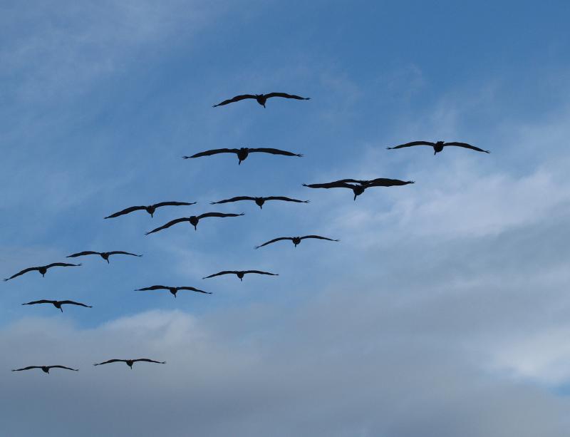 Brown Pelicans