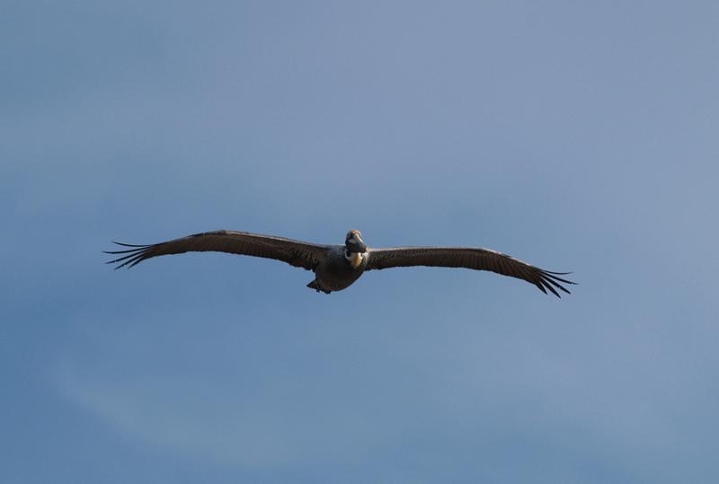 Brown Pelican