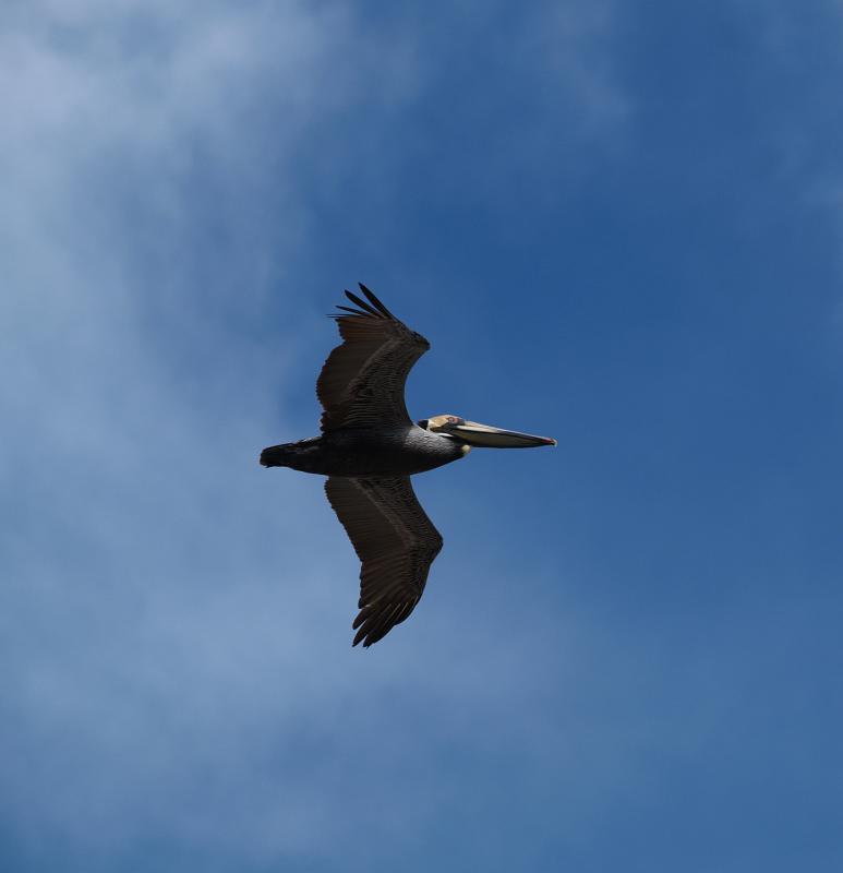 Brown Pelican