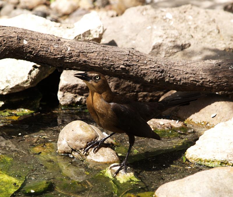 Grackle