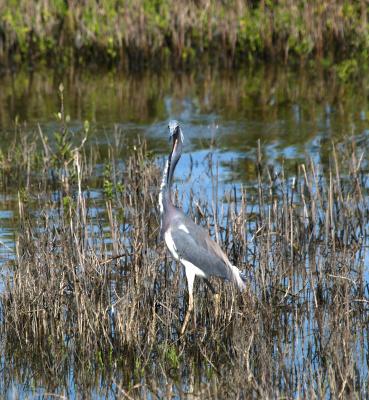 Tricolor Heron