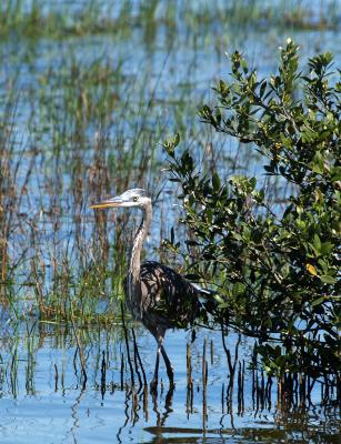 Tricolor Heron