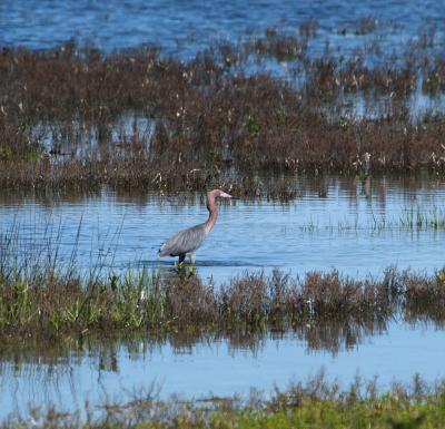 Reddish Egret