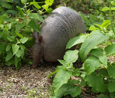 Armadillo