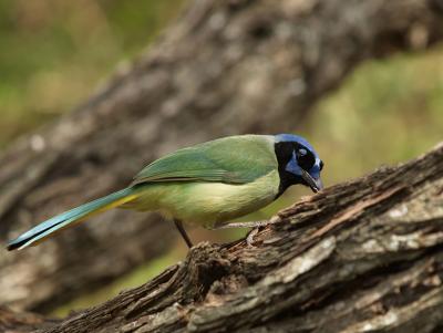 Green Jay