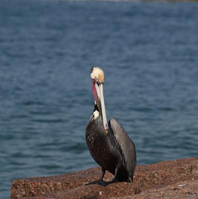 Brown Pelican