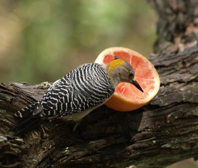 Golden Fronted Woodpecker?