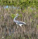 Tricolor Heron
