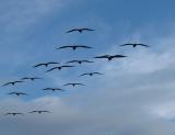 Brown Pelicans