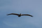 Brown Pelican