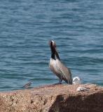 Brown Pelican