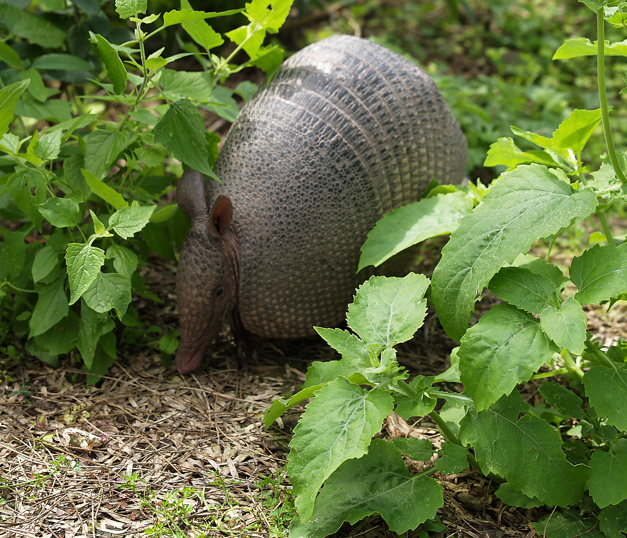 Armadillo