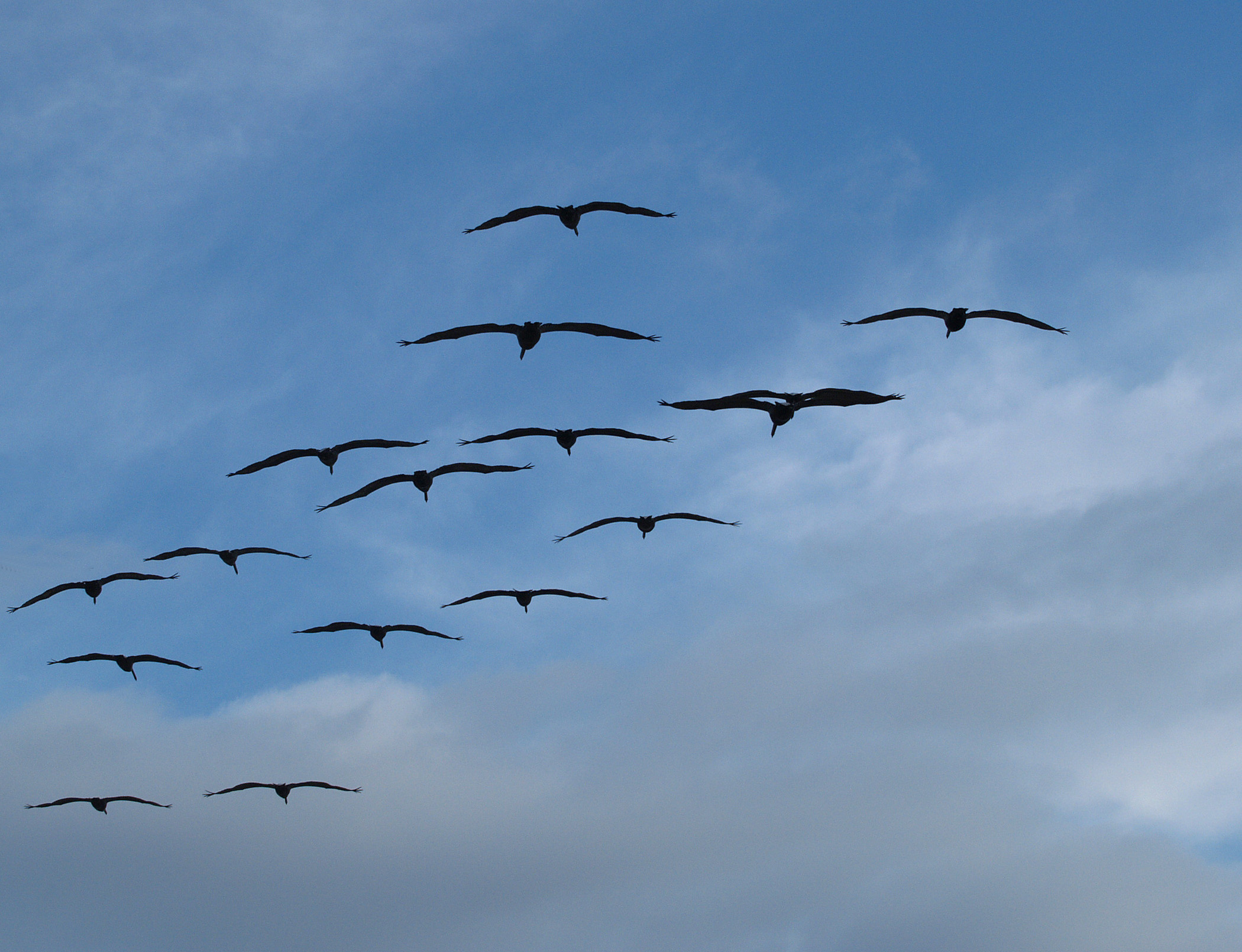 Brown Pelicans