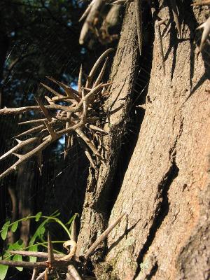 spines  web 2