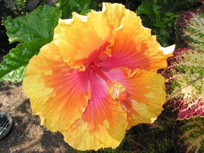 hibiscus