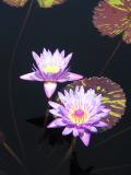 water lily 1