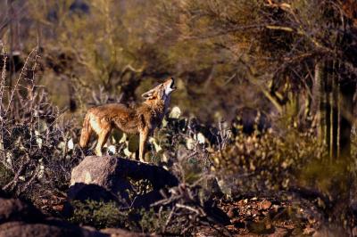 Sonoran Wildlife