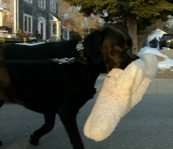 Java walk with softie March 11 2005 p.jpg