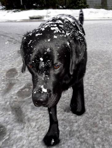 More snow March 12 2005 p.jpg