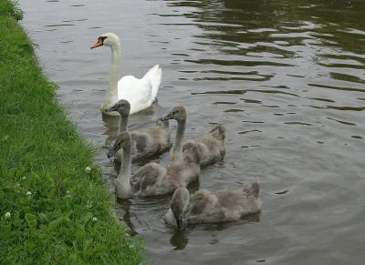 Mute Swans.