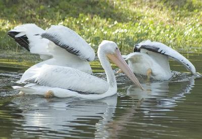 DSC_6799a.jpg