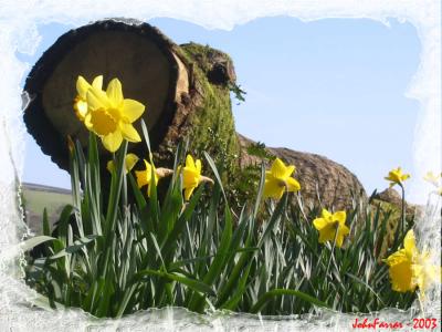 Daffodil log 