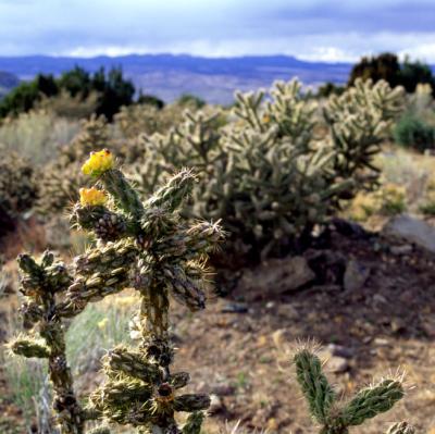 Cholla