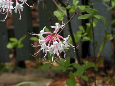 honeysuckle