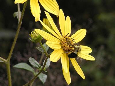 bumblebee.jpg