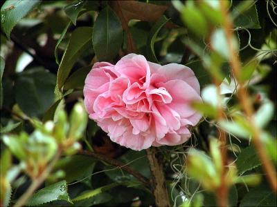 camellia.JPG
